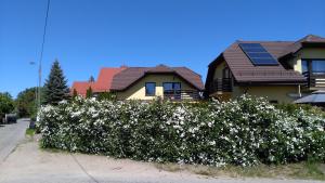 a hedge with white flowers in front of a house at Apartament Słoneczny in Gdańsk