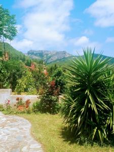 a palm tree in a yard with mountains in the background at Casa la Coma in Pratdip
