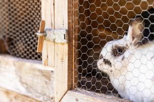 Zvieratá v apartmáne alebo blízkom okolí