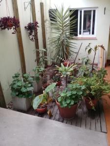 un montón de plantas en macetas sentadas en una cubierta en Apart Hotel Marilian en Salta