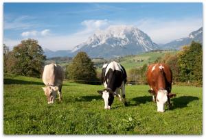 three cows grazing in a field with a mountain in the background at Hüttstädterhof Familie Pötsch in Aigen im Ennstal
