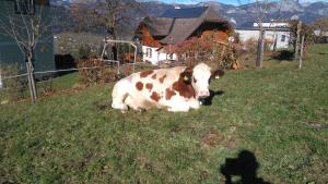 Kép Hüttstädterhof Familie Pötsch szállásáról Aigen im Ennstalban a galériában Még 107 kép