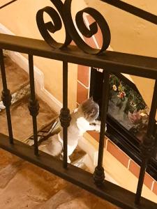 eine graue und weiße Katze auf einem Regal in der Unterkunft The Castello Resort in Ko Larn