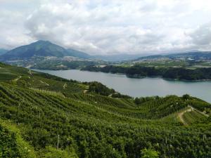 - une vue sur une rivière à travers un vignoble dans l'établissement Loft Monte Peller, à Cles