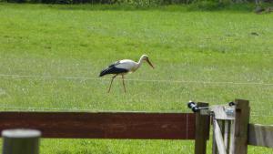 a bird walking on the grass in a field at Ferienwohnung im Spreewald in idyllischer Alleinlage in Werben +24 photos