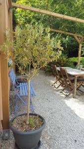 a small tree in a pot next to a table and chairs at B&B La Clé du Sud in Merelbeke
