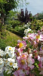 Merelbeke的住宿－拉克里杜塞床和早餐，花园里的一束粉红色和白色的花