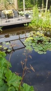 a pond with lily pads and two chairs on a dock at B&B La Clé du Sud in Merelbeke