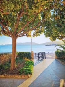 a tree on a sidewalk next to the beach at Haraki Village in Haraki