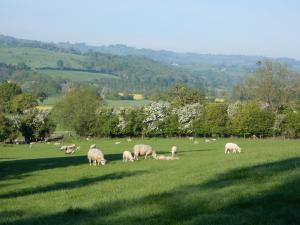 Animals at the bed & breakfast or nearby 