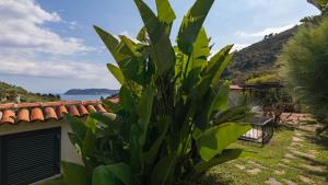 a large green plant in front of a house at Italianway - Fontanelle 34 in Alassio