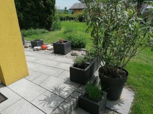伊布斯花园公寓外面的花园