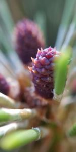 a close up of a pine cone w obiekcie Villa Sosnovy Bor w Zatoce
