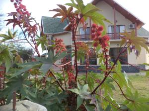 Fotografie z fotogalerie ubytování Pensiunea Anca v destinaci Crisan