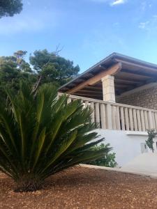 a house with a palm tree in front of it at Casa Fortuna in Sveta Nedelja