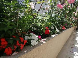 a row of flowers in a flower garden at Apartments Gazi in Ulcinj