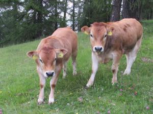 Zvieratá na farme alebo blízkom okolí