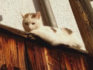 Domáce zviera alebo zvieratá hostí v ubytovaní Schornhof