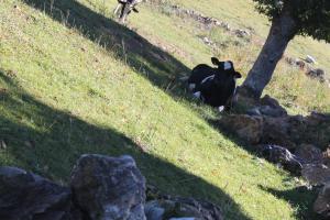 Zvieratá vo vidieckom dome alebo blízkom okolí