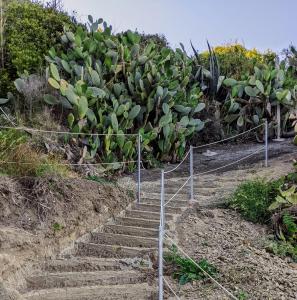 una rampa di scale di fronte a un gruppo di piante di Punticello House a Procida