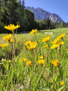 un campo di fiori gialli di fronte a una montagna di Haus Martin a Schlanitzen