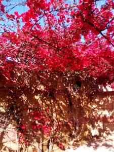 ポッツオーリにあるHotel Sibilla Residenceの建物前の赤い花の木
