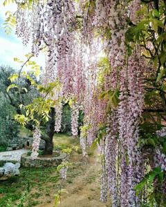 A garden outside Masseria Borgo del Gallo
