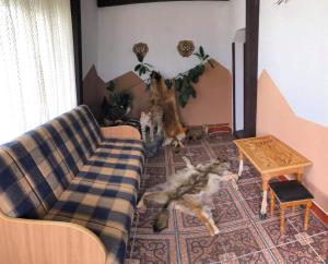 Domáce zviera alebo zvieratá hostí v ubytovaní “Doru’ Muntelui”