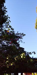 un árbol con muchas hojas con el cielo en el fondo en Jasy Hotel en Puerto Iguazú