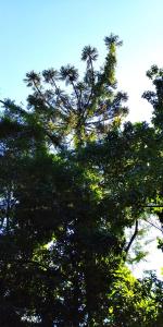 un arbre avec des feuilles vertes en haut dans l'établissement Jasy Hotel, à Puerto Iguazú