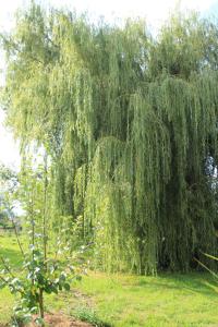 a weeping willow tree in a field at La Ventanita Del Campo in La Cavada