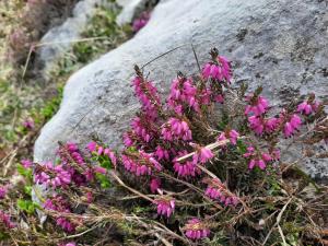 Ein paar rosa Blumen wachsen neben einem Felsen in der Unterkunft Agritur Bolser in St. Vigil