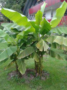 Gallery image of Ferienhaus Keller in Lippertsreute