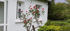 Zahrada ubytování Lakeside house