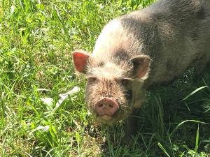 Zwierzęta w gospodarstwie agroturystycznym lub w pobliżu