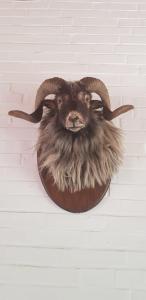 Foto dalla galleria di Hotel Haus Hubertus a Schneverdingen Altre 35 foto