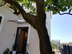 un albero davanti a una casa bianca con una porta di B&B Guest Armonie a Torre del Greco