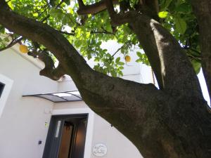 un albero di fronte a un edificio con una porta di B&B Guest Armonie a Torre del Greco