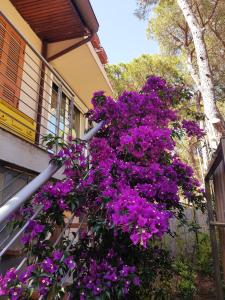 a bunch of purple flowers hanging from a balcony at Lara Elite in Castiglione della Pescaia