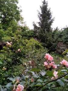un jardín con rosas rosas y un árbol en Citadela, en Sombor