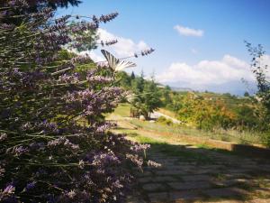 a butterfly is flying over a purple bush at La Locanda dei Cavalieri in Mormanno