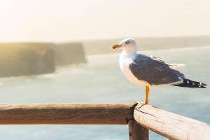 a bird sitting on a wooden rail at Haus Kormoran Borkum in Borkum