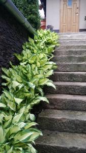 a hedge of green plants next to a set of stairs at Noclegi U Andrzeja in Duszniki Zdrój