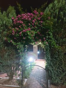 Zahrada ubytování Viola i Detelina Apartments