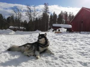 Domácí mazlíčci ubytovaní s hosty v ubytování Old Pine Husky Lodge