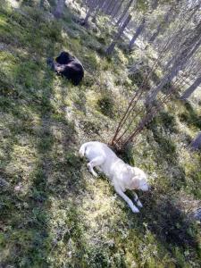 Domácí mazlíčci ubytovaní s hosty v ubytování Old Pine Husky Lodge