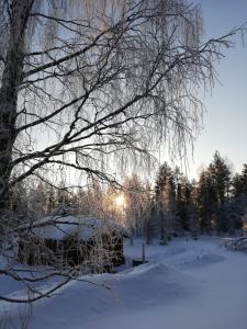 Old Pine Husky Lodge v zimě
