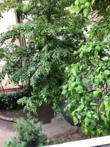 a tree with green leaves in front of a building at WLD House in Constanţa