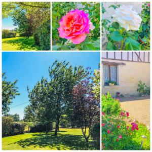 quatre photos différentes de fleurs et d'un arbre dans l'établissement La Grange aux Moines, à Berthenay