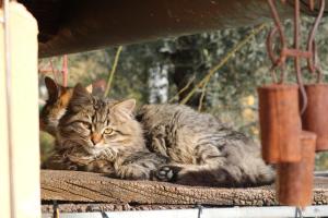 eine Katze, die in einem Fenster auf dem Boden liegt in der Unterkunft Bed & Breakfast Casa Lisetta in Valtopina